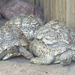 Leopard Tortoises