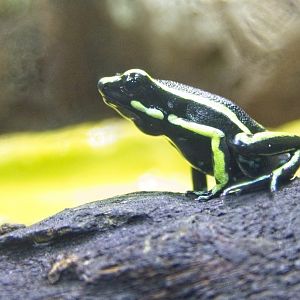 Dart Frog (poss Yellow striped)