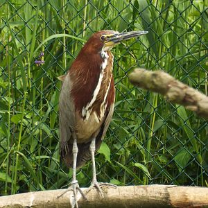 Rufescent Tiger-Heron (Tigrisoma lineatum) at Vogelpark Niendorf - 8th June 2016