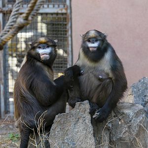 Guizhou snub-nosed monkey