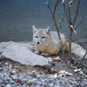 Corsac fox