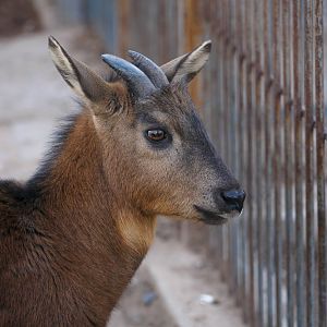 Red goral