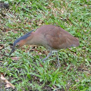 Malyan Night-heron