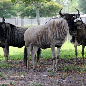 blue wildebeest (Connochaetes taurinus)