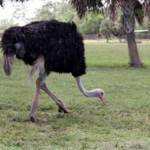 ostrich