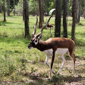 blackbuck (Antilope cervicapra)