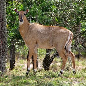 nilgai or blue bull (Boselaphus tragocamelus)