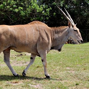 common eland (Taurotragus oryx)