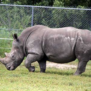 white rhinoceros or square-lipped rhinoceros (Ceratotherium simum)