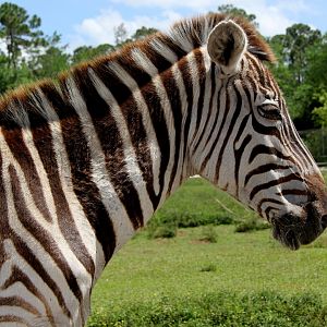 Grant's zebra (Equus quagga boehmi)
