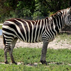 Grant's zebra (Equus quagga boehmi)