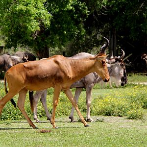 Jackson's hartebeest (Alcelaphus buselaphus lelwel) with wildebeest