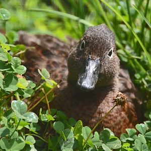 NZ Brown teal