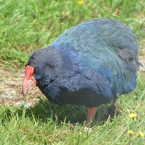 Takahe