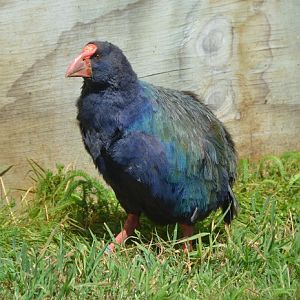 Takahe