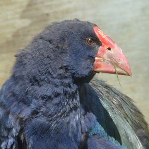 Takahe portrait