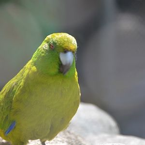 Antipodes Island parrot