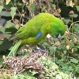 Antipodes Island parrot