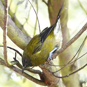 Bellbird