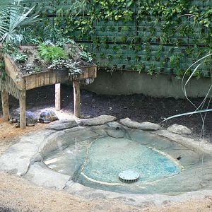 Tropical dome - Radiated tortoise exhibit