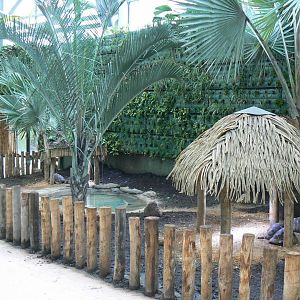 Tropical dome - Radiated tortoise exhibit