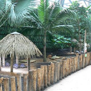 Tropical dome - Radiated tortoise exhibit