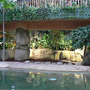 Tropical dome - First pygmy hippo enclosure