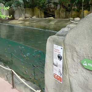 Tropical dome - First pygmy hippo enclosure