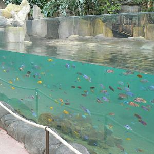 Tropical dome - First pygmy hippo enclosure