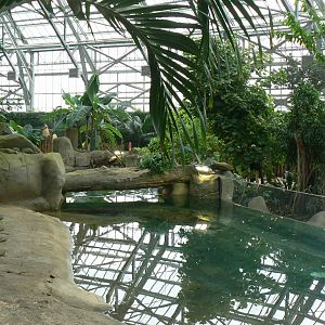 Tropical dome - Second pygmy hippo enclosure