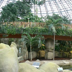 Tropical dome - Second pygmy hippo enclosure