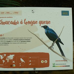 Tropical dome -Long-tailed glossy starling signage