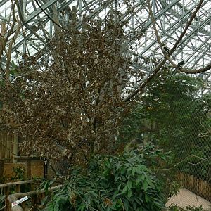 Tropical dome - Walkthrough aviary for Aldabra giant tortoises, rodriguez fruit bats and birds