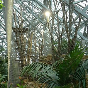 Tropical dome - Future douc langurs exhibit (maybe !) now home of grey langurs