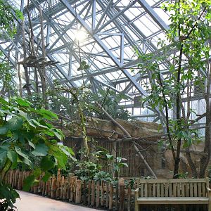 Tropical dome - Future douc langurs exhibit (maybe !) now home of grey langurs