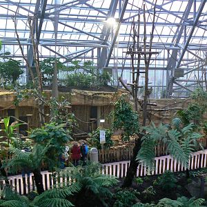 Tropical dome - Future douc langurs exhibit (maybe !) now home of grey langurs