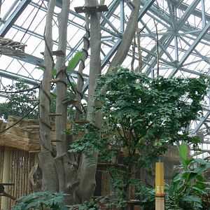Tropical dome - Future douc langurs exhibit (maybe !) now home of grey langurs