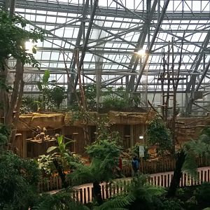 Tropical dome - Future douc langurs exhibit (maybe) now home for grey langurs