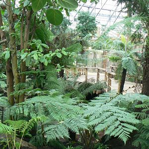 Tropical dome - Empty area for giant asian pond turtles and free-ranging birds