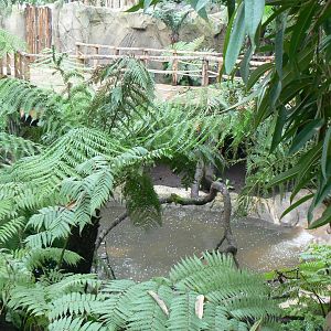 Tropical dome - Empty area for giant asian pond turtles and free-ranging birds