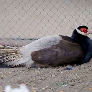 Brown eared pheasant