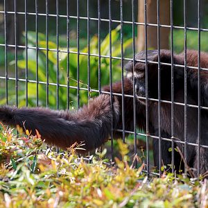 Skywalker hoolock gibbon