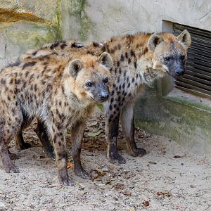 Spotted hyena