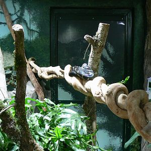 Tropical dome - Boelen's python and emerald skinks terrarium