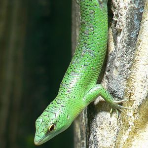 Tropical dome -  Emerald skink