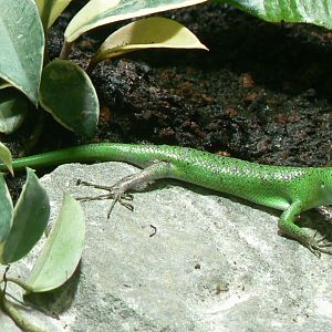 Tropical dome - Emerald skink