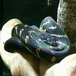 Tropical dome - Boelen's python