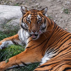 South China tiger