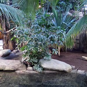 Tropical dome - Second komodo dragons exhibit
