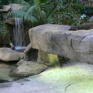 Tropical dome - First komodo dragons exhibit